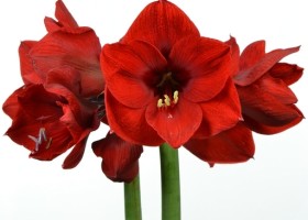 hippeastrum Floris Hekker (1)